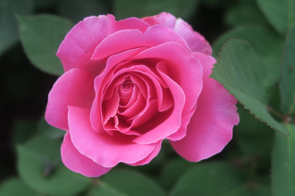 a pink rose with green leaves in the background