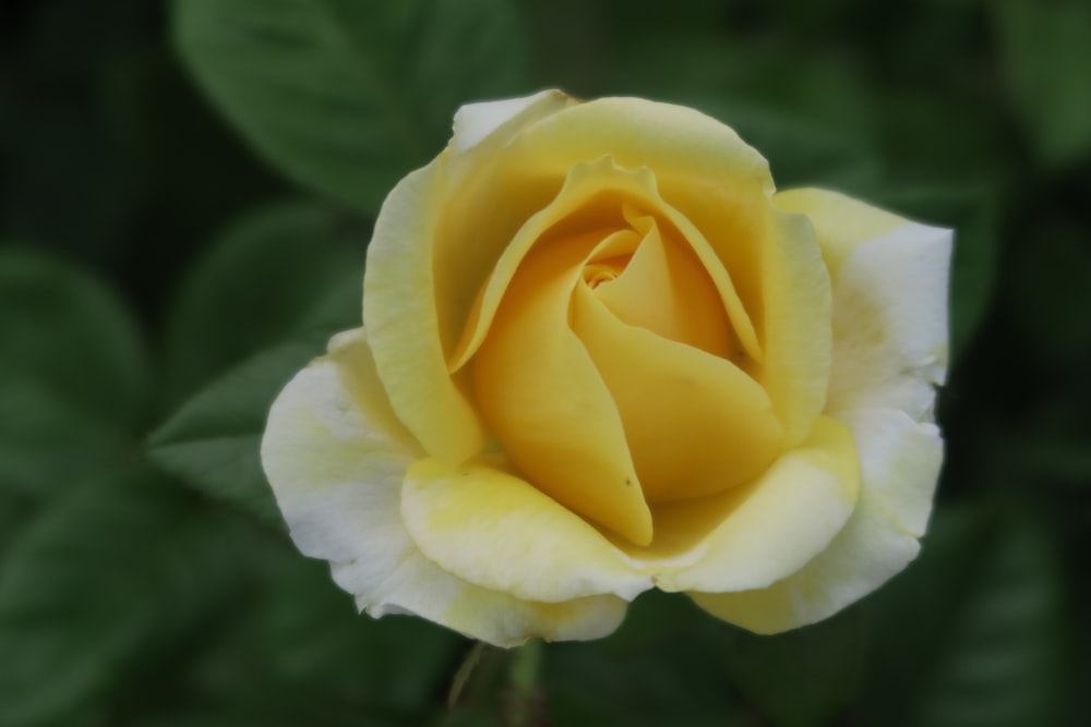 a close up of a yellow and white rose