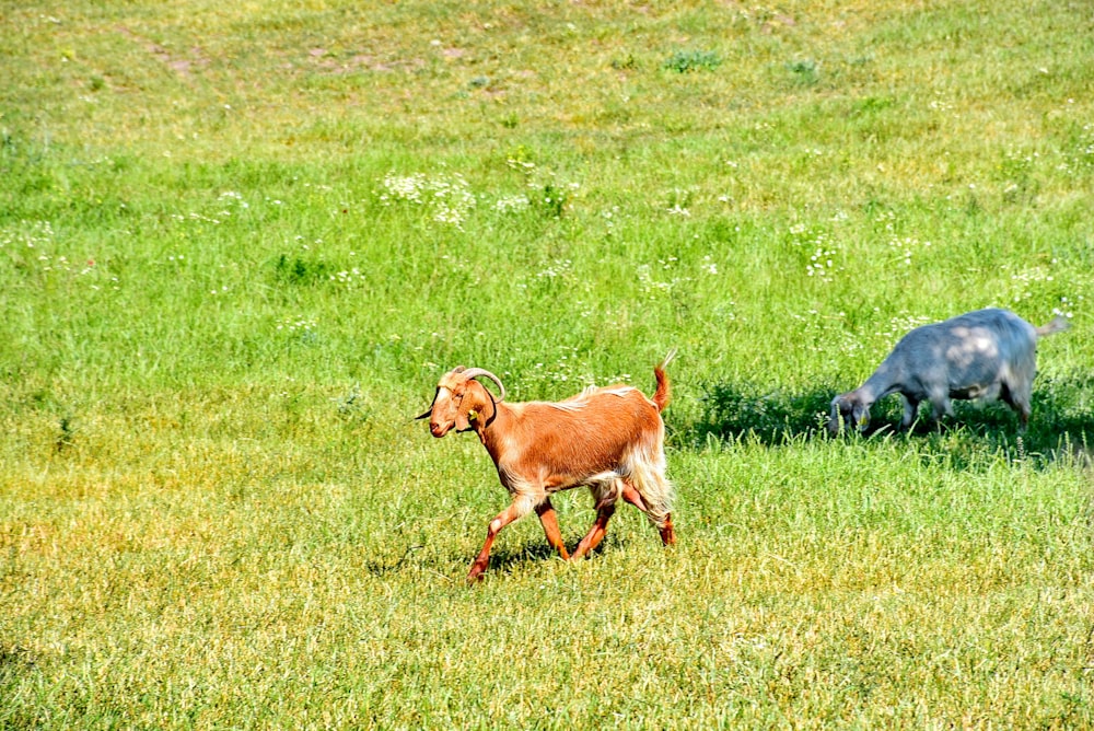 a goat and a goat are running in a field