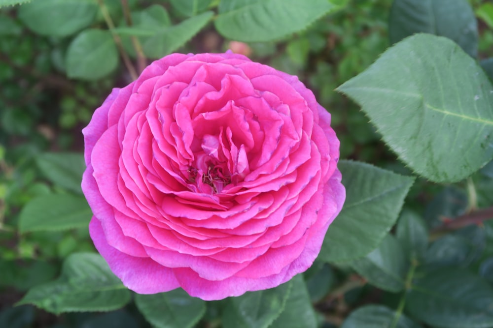 a pink flower with green leaves in the background