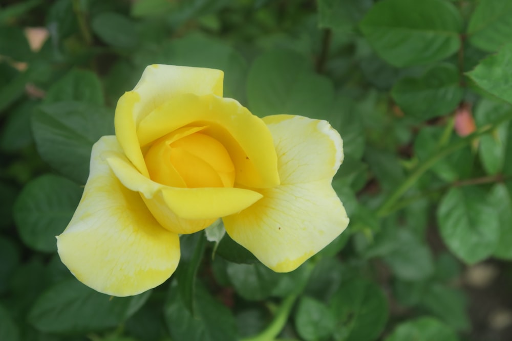 a yellow rose with green leaves in the background