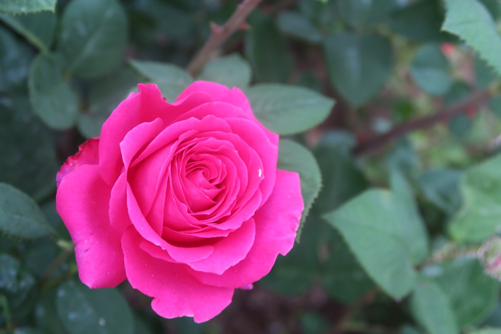 a pink rose with green leaves in the background