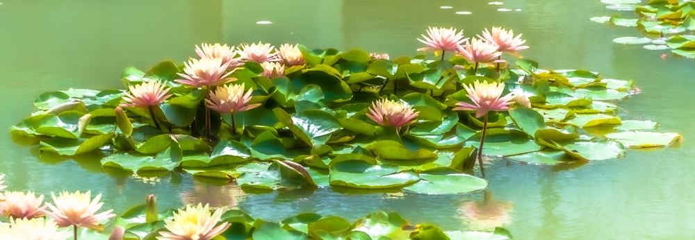 a pond filled with lots of water lilies