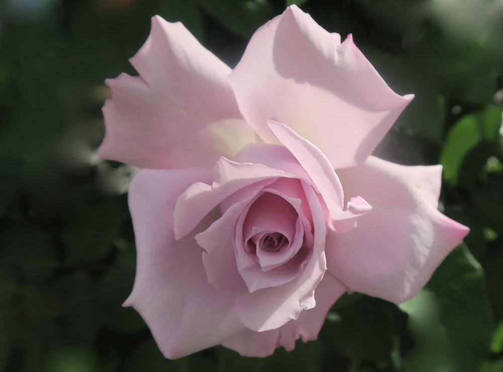 a close up of a pink rose with green leaves