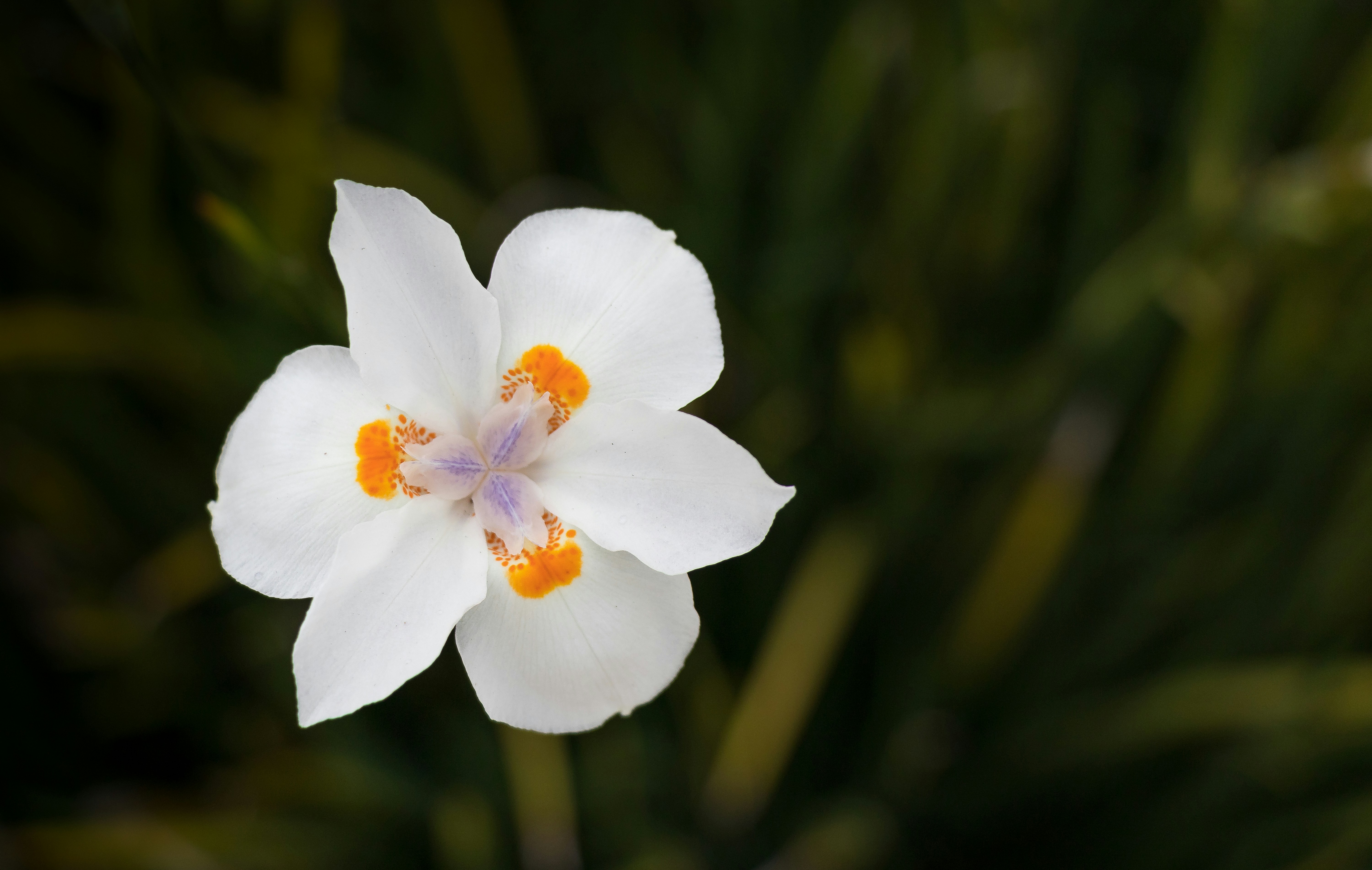 Decoding THCA Flower: What It Is, How It Works and Why⁣ It Matters