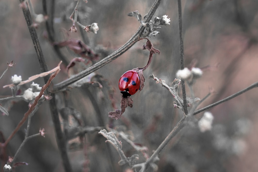 a red and black ladybug sitting on top of a tree