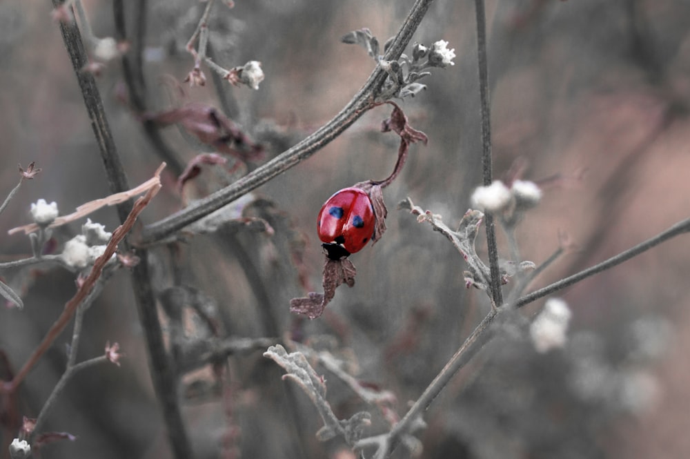 Una mariquita roja y negra sentada en la cima de un árbol