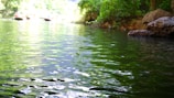 Close-up of gentle ripples on a calm river surrounded by lush greenery