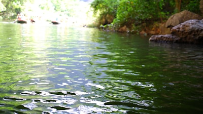 A serene view of the Rocky River at dawn with gentle ripples and lush greenery along the banks.
