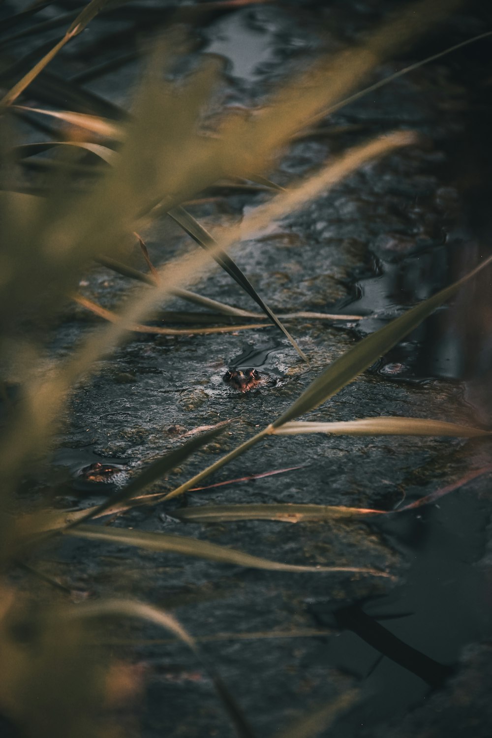 a close up of a plant with water in the background