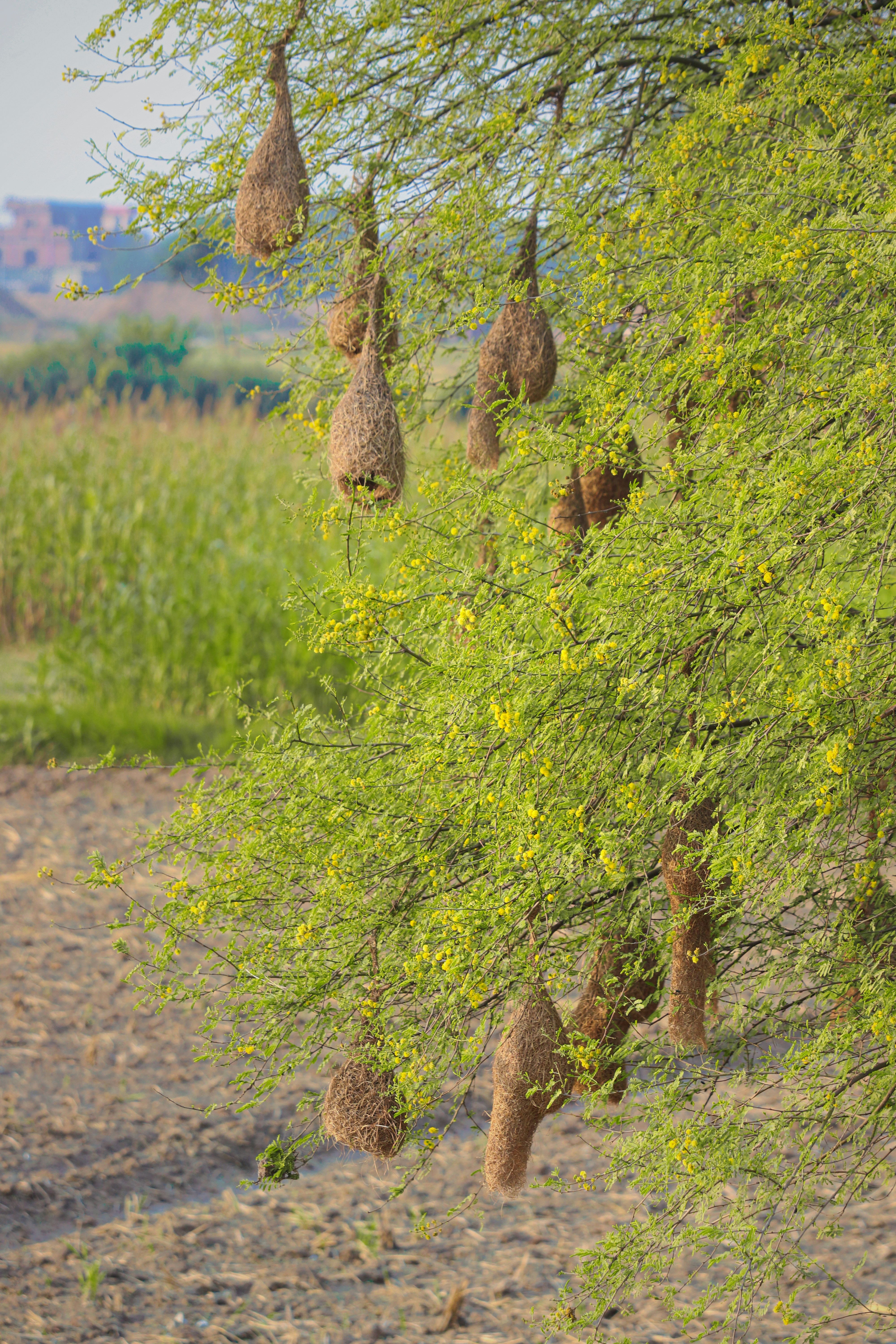 2025년 화담숲 단풍 절정 시기 관련 이미지2