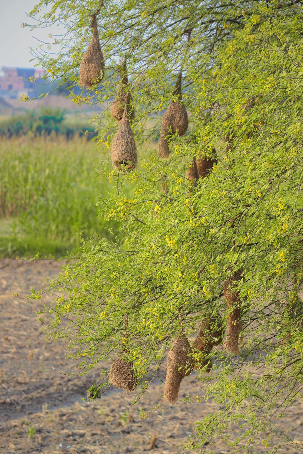 a bunch of birds hanging from a tree