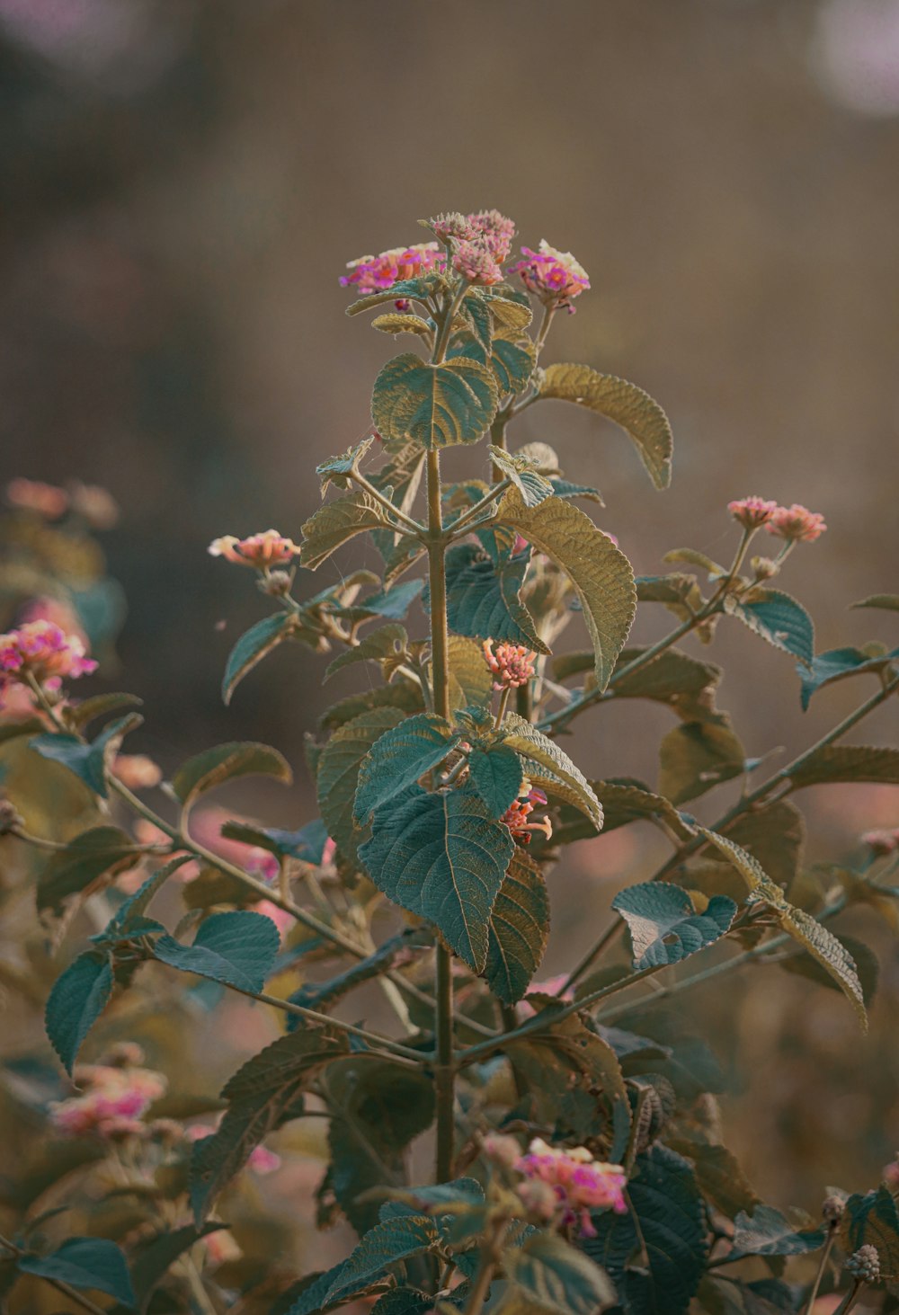 um arbusto com flores cor-de-rosa e folhas verdes