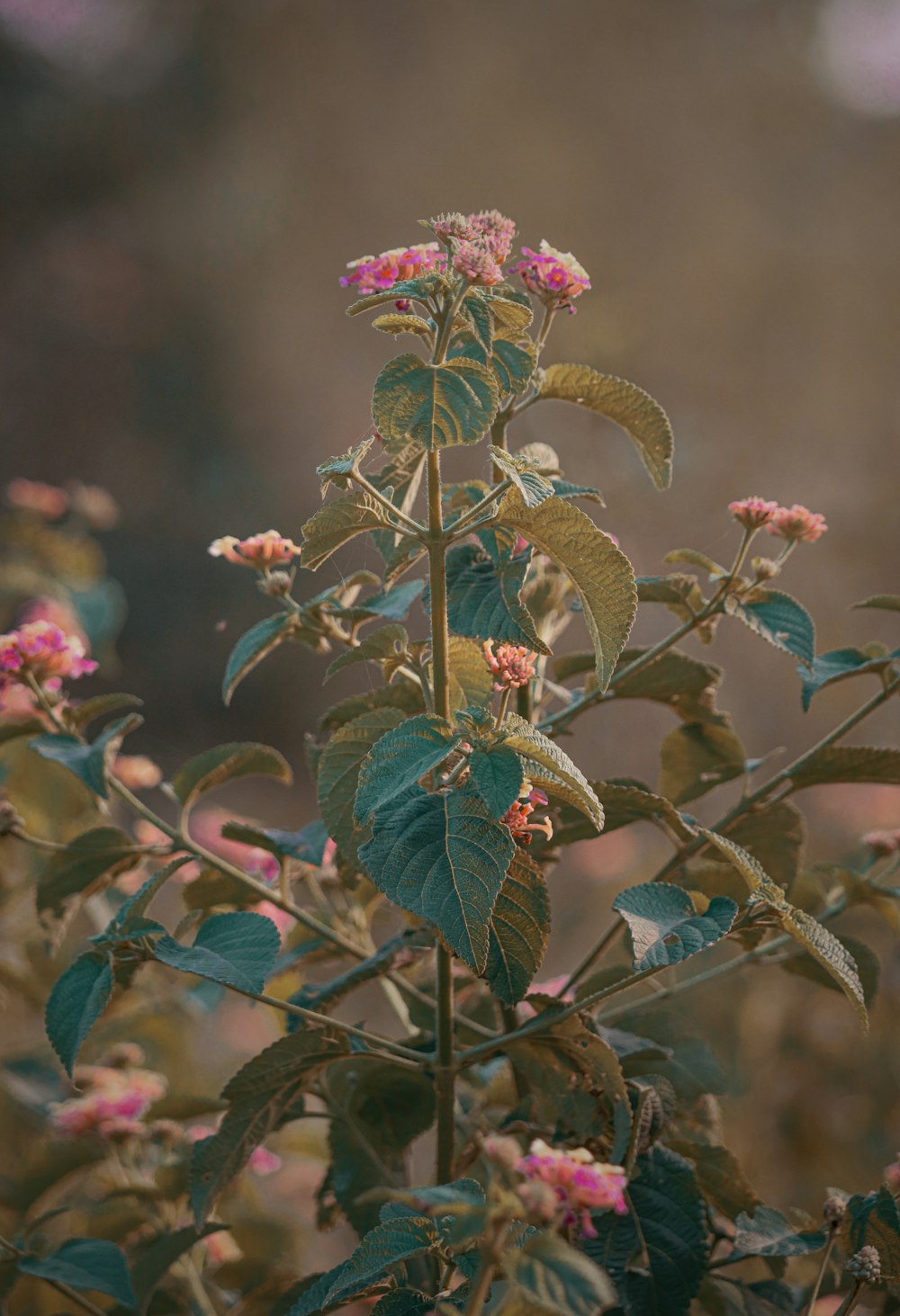 a bush with pink flowers and green leaves