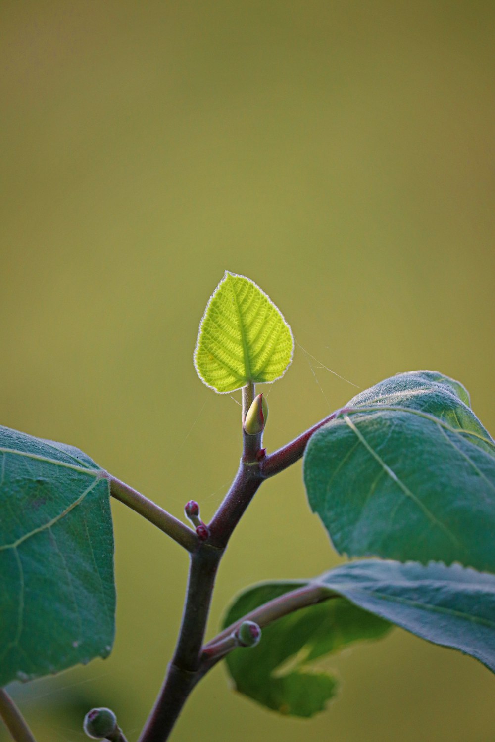 uma pequena folha verde sentada no topo de um galho de árvore