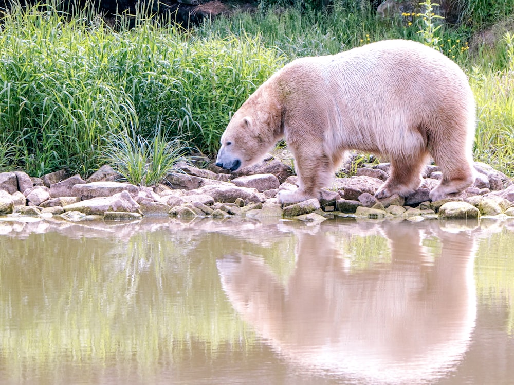 a large brown bear standing next to a body of water