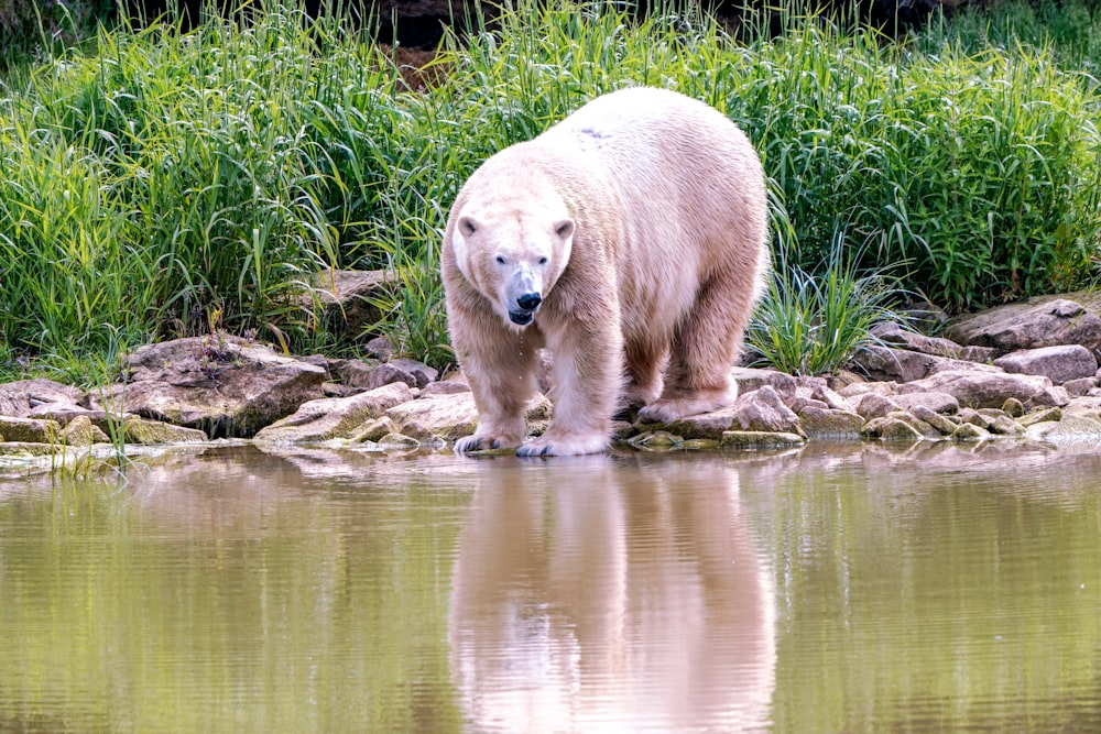 a large white polar bear standing next to a body of water