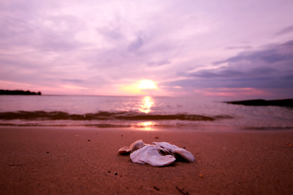 a shell on a beach with the sun setting in the background