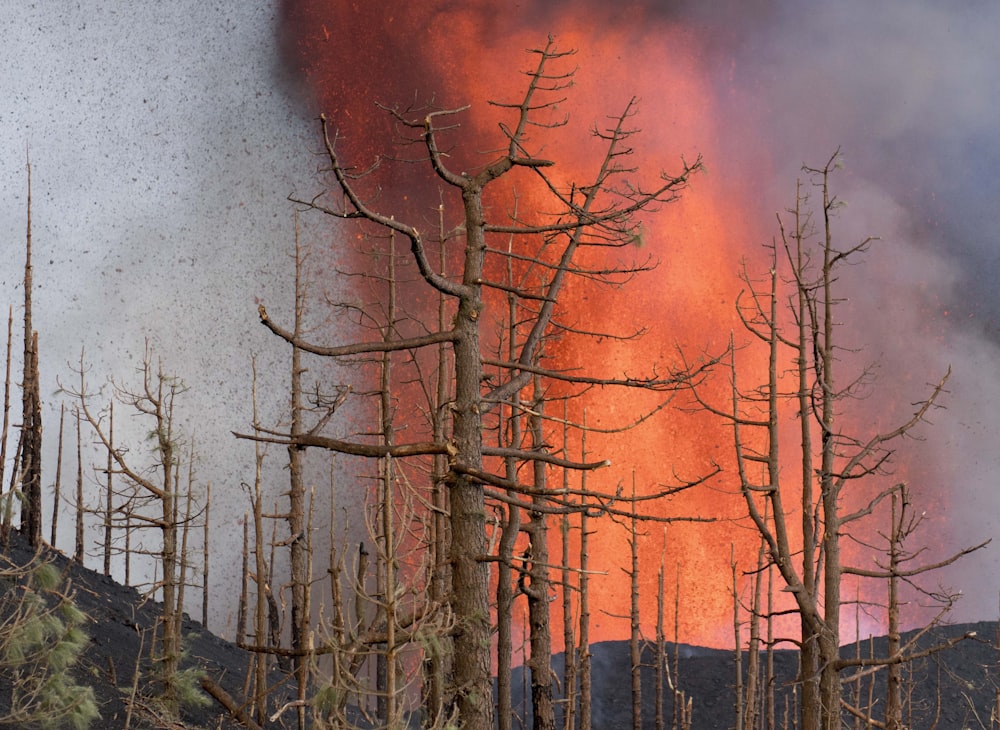 a forest filled with lots of burnt trees