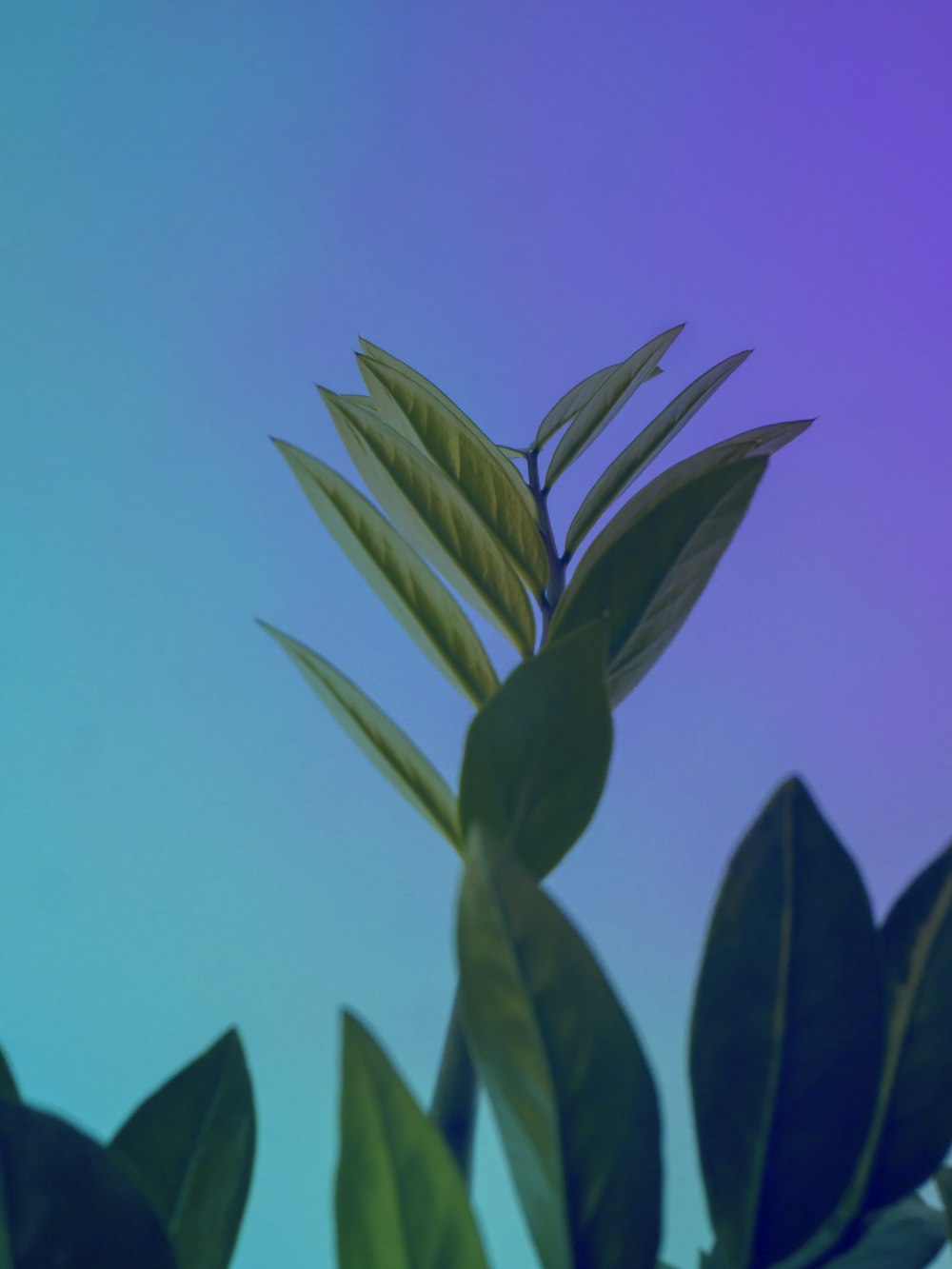Un primo piano di una pianta con un cielo blu sullo sfondo