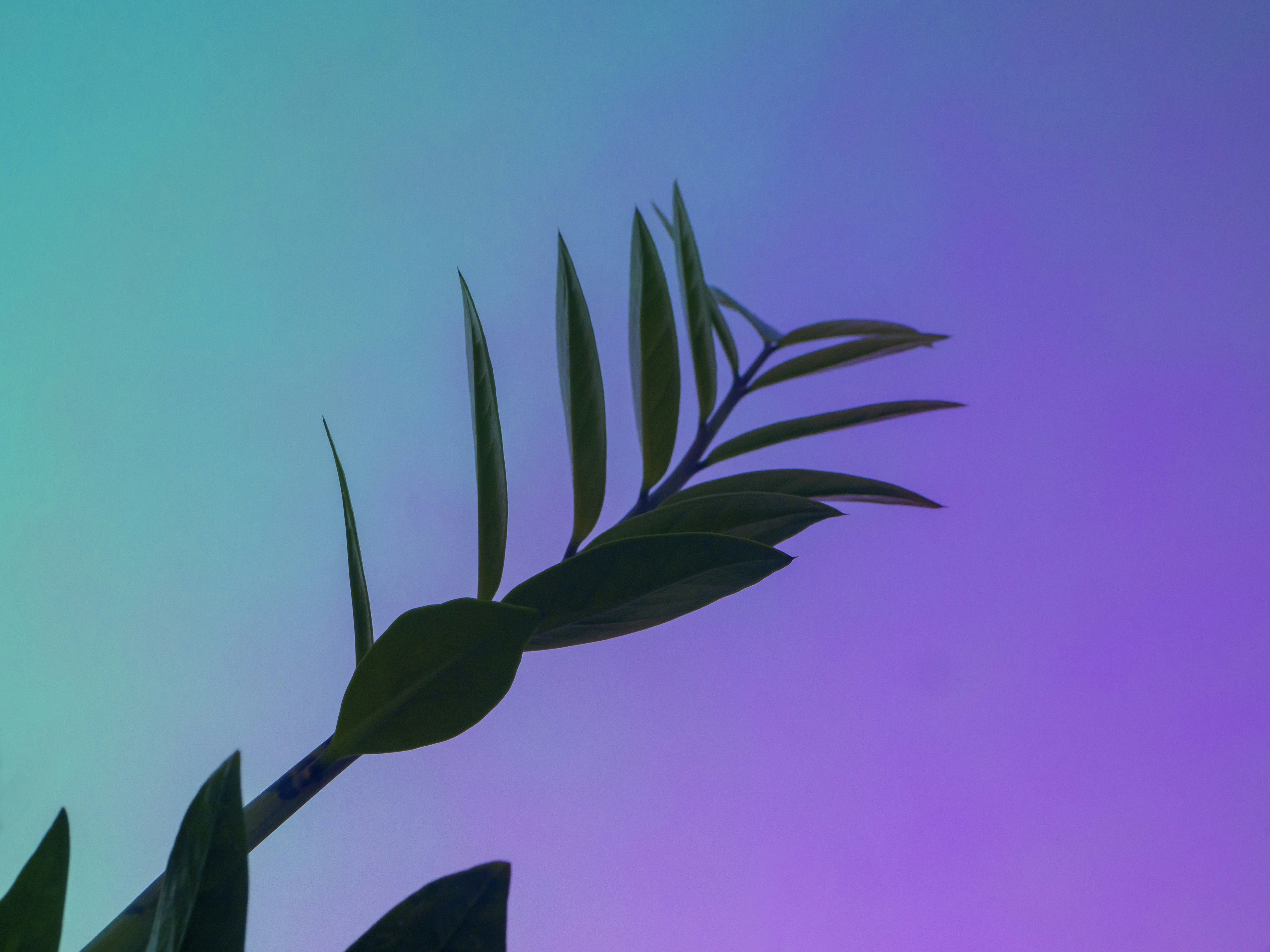 ein grünes Blatt auf violettem und blauem Hintergrund