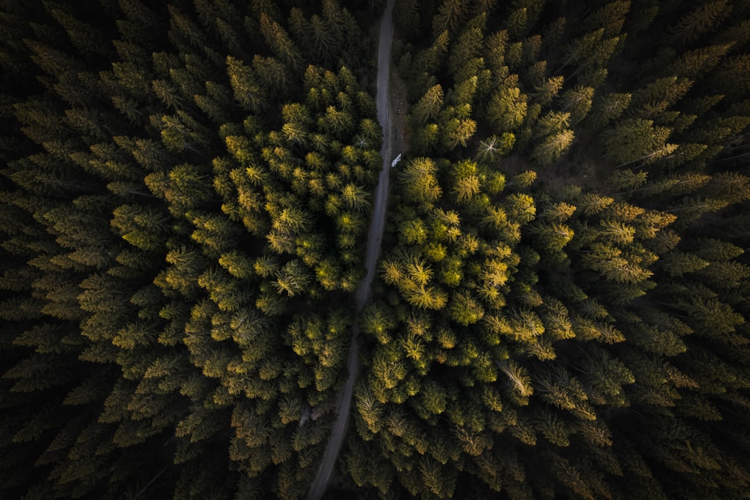 Forest photo spot Durmitor Tivat