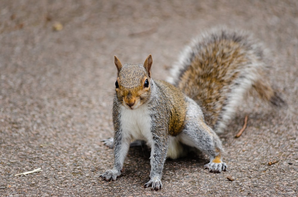 Una ardilla está parada sobre sus patas traseras