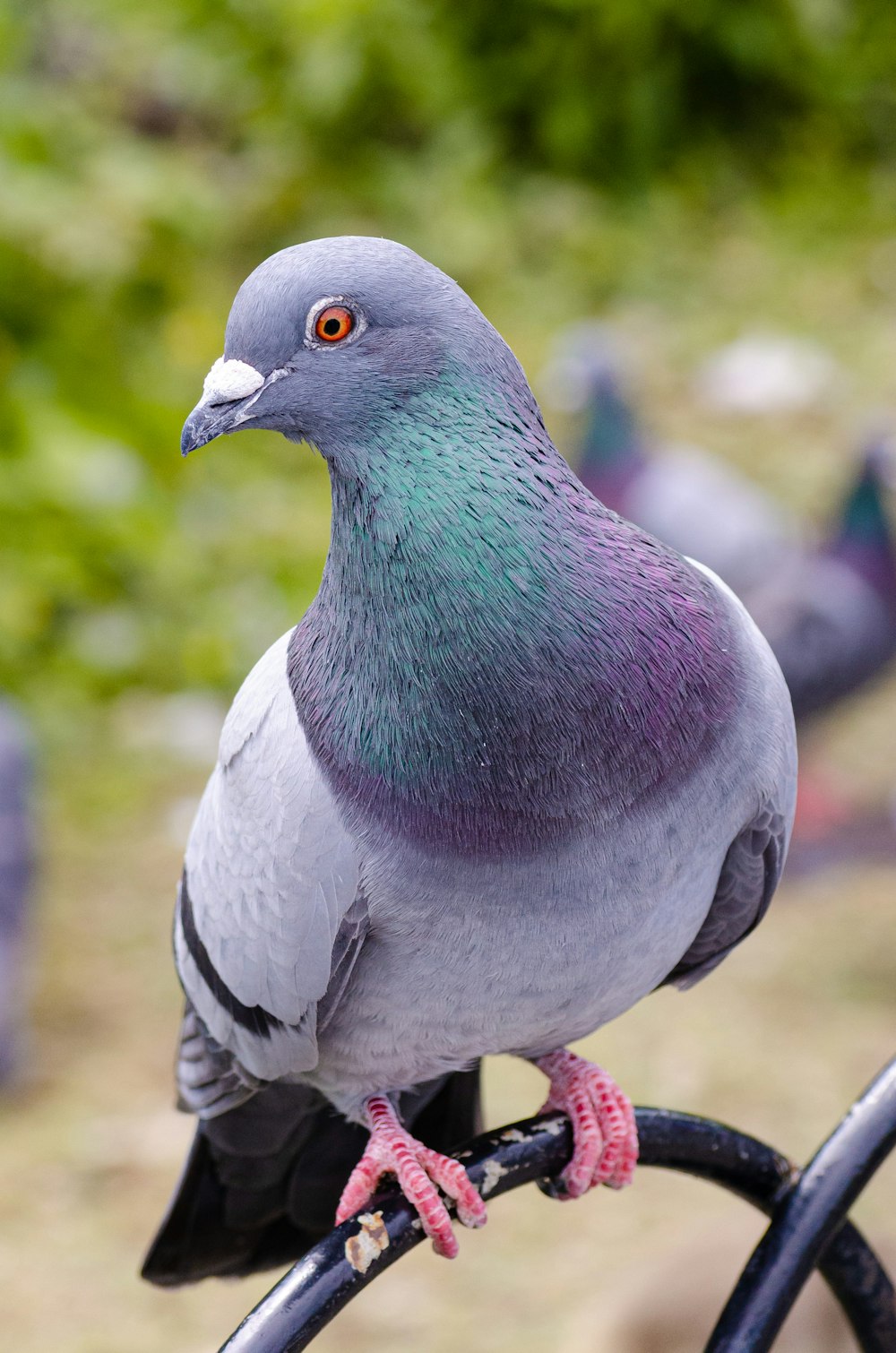 a close up of a pigeon on a bike