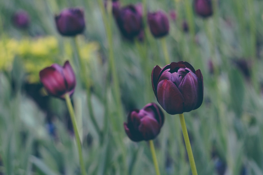 a bunch of purple flowers that are in the grass