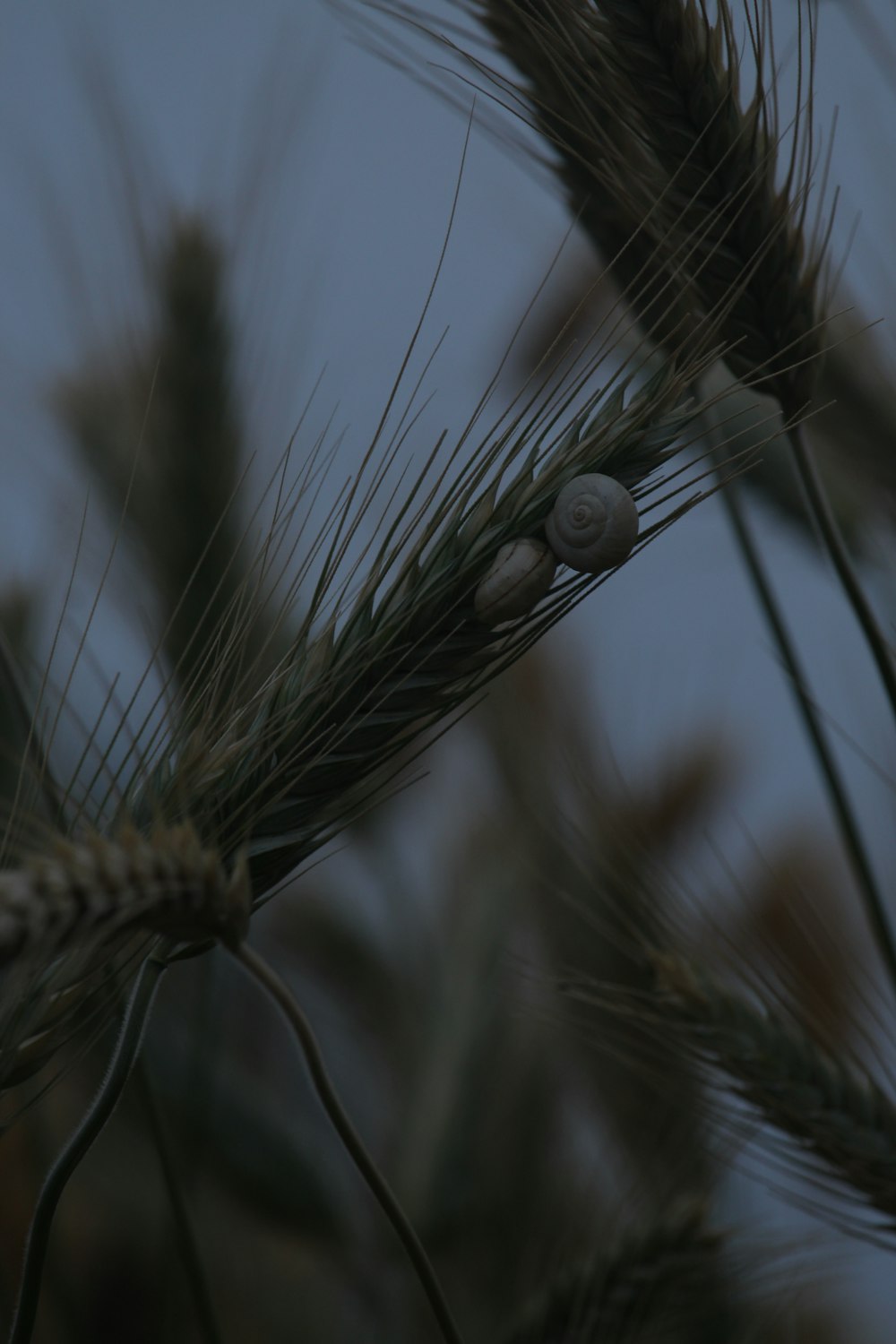 a close up of a plant with a blurry background