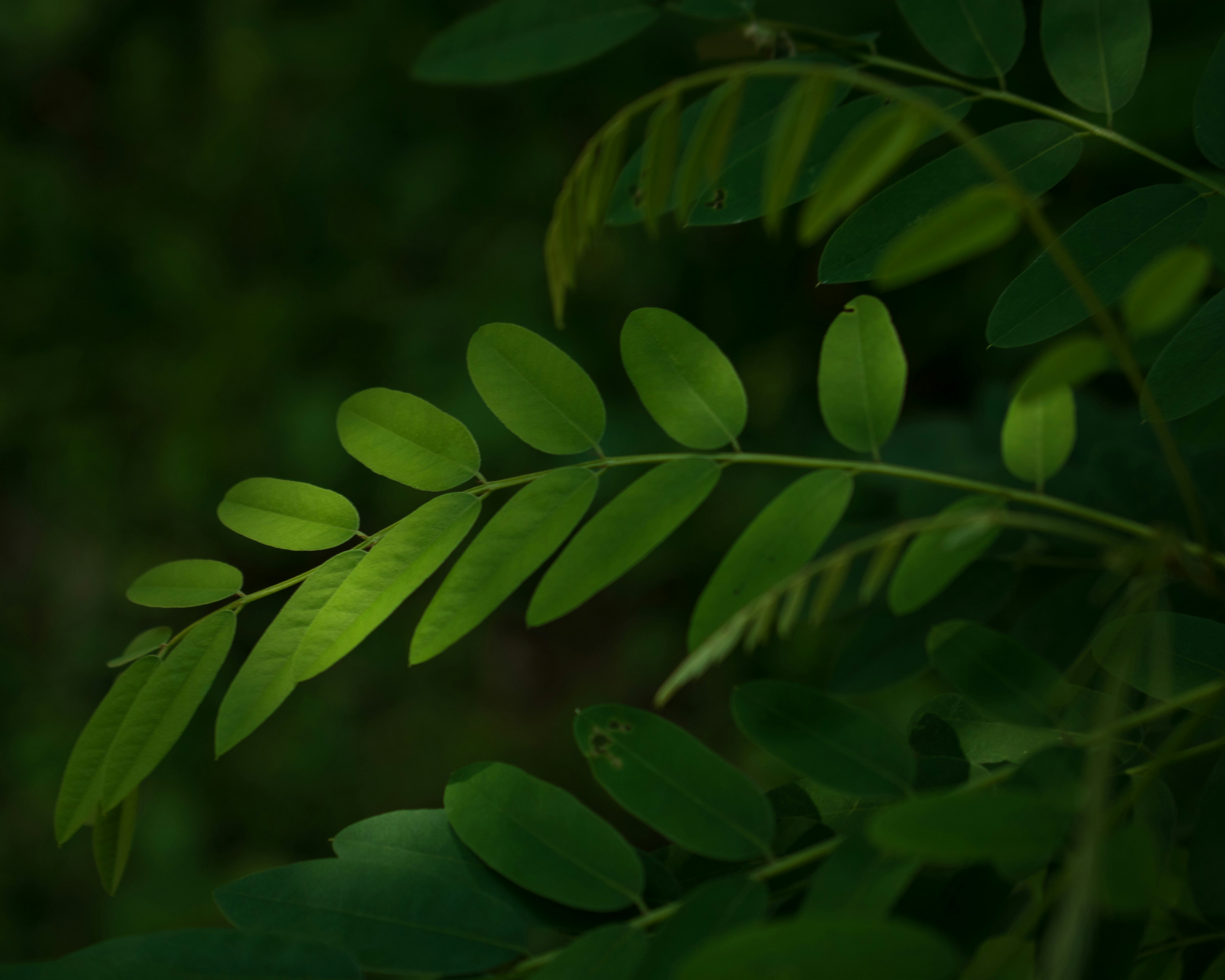 Photo by vjeblackbirdlion