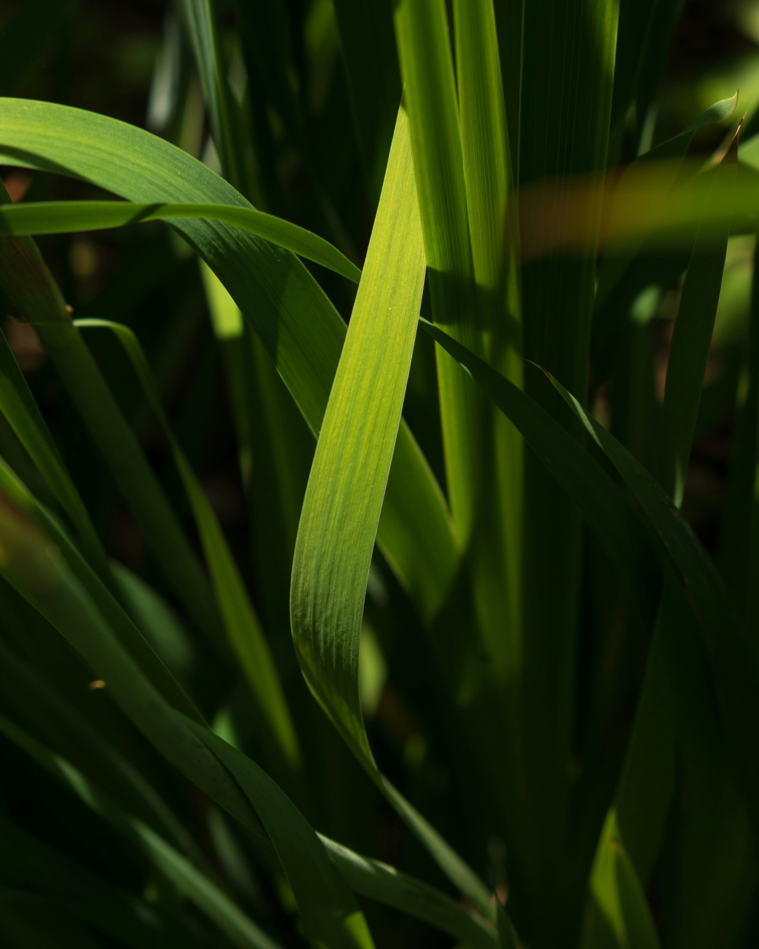 Photo by vjeblackbirdlion