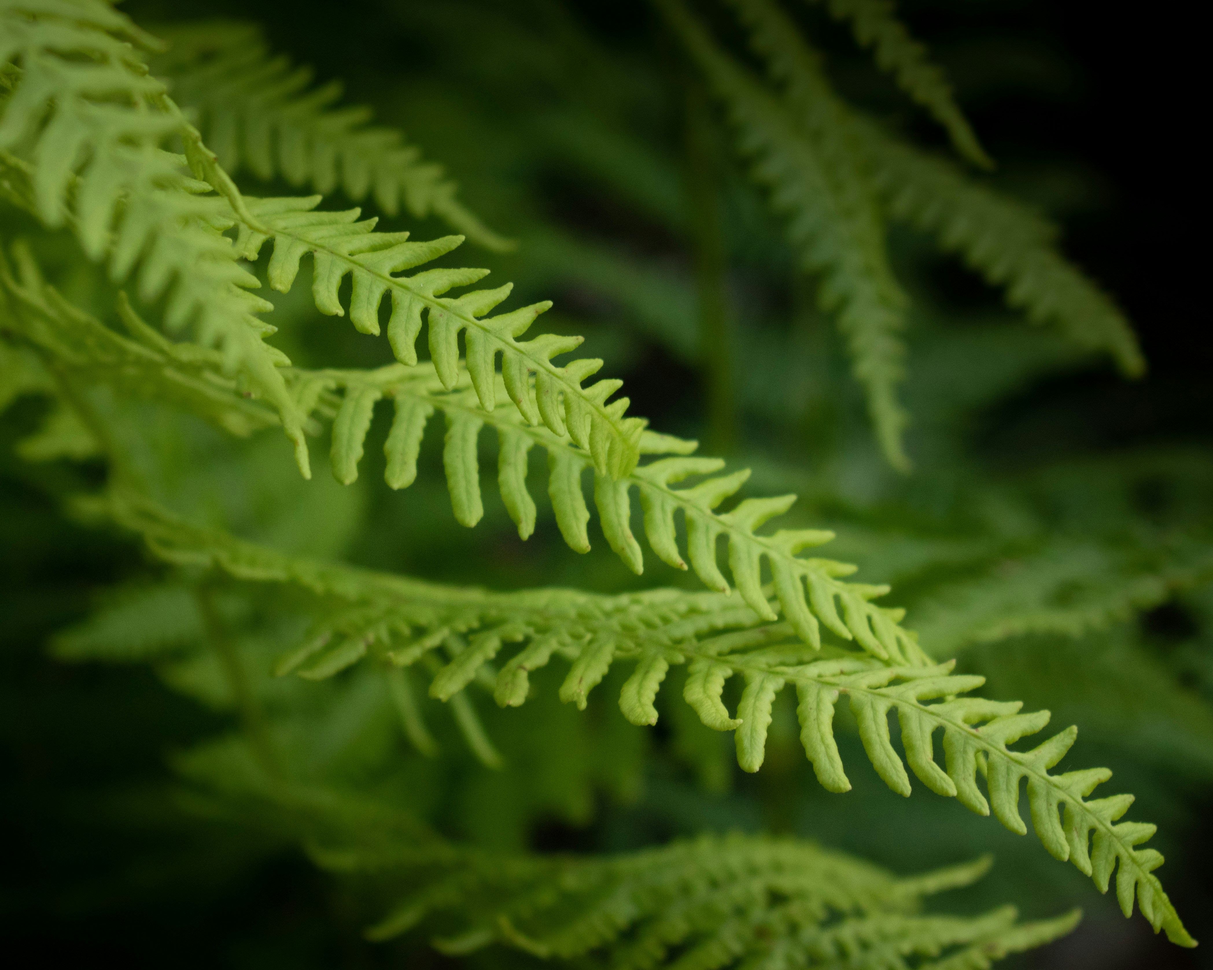 Photo by vjeblackbirdlion