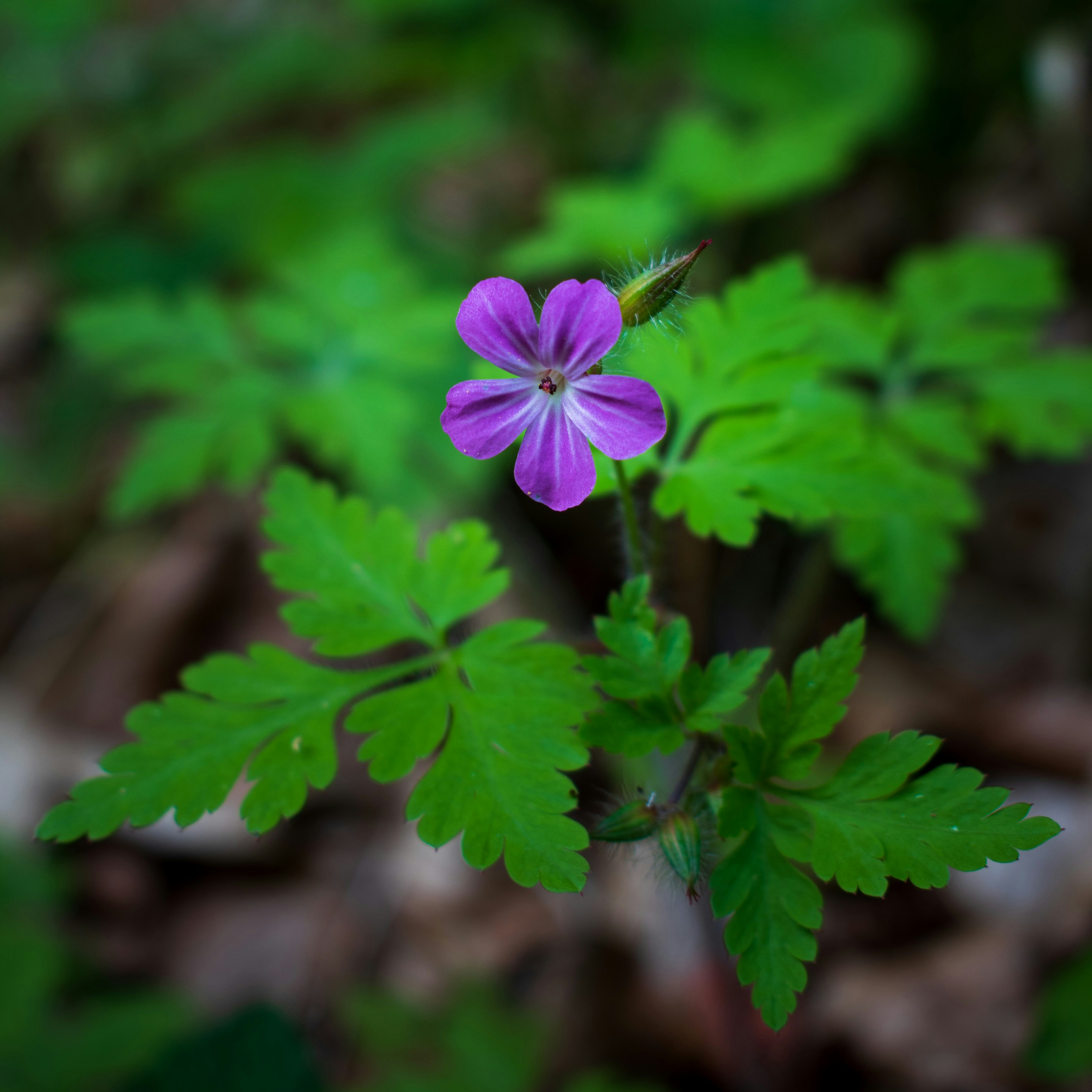 Photo by vjeblackbirdlion