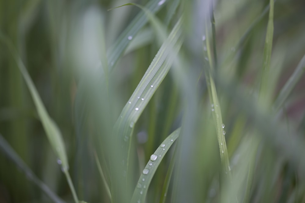 a close up of grass with drops of water on it