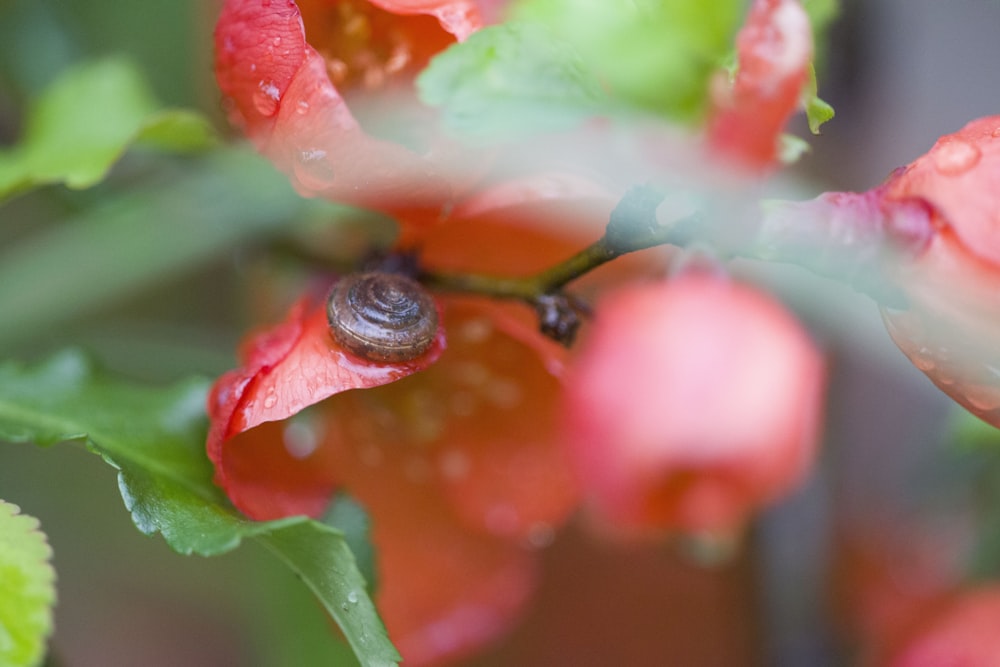 a snail is sitting on a red flower