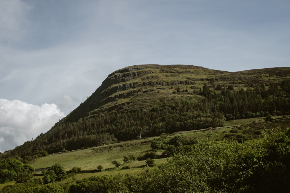 a grassy hill with trees on the side of it