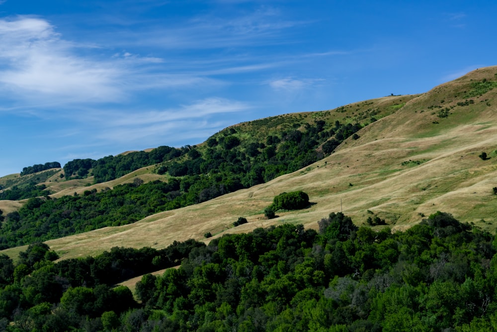 a hill covered in grass and trees under a blue sky