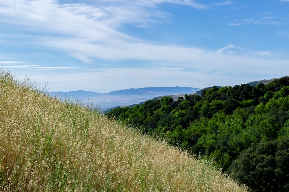 a grassy hill with trees and mountains in the background