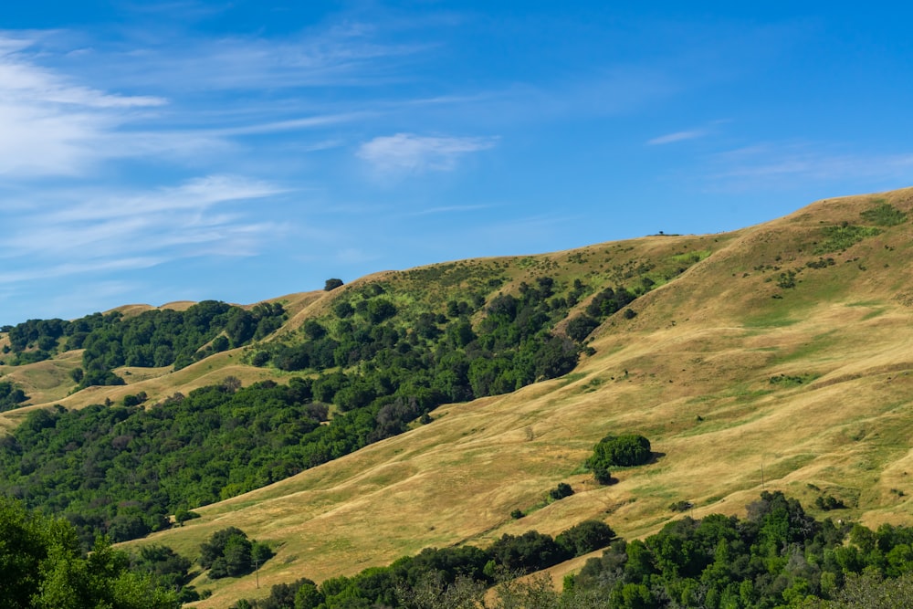 a grassy hill with trees on the side of it