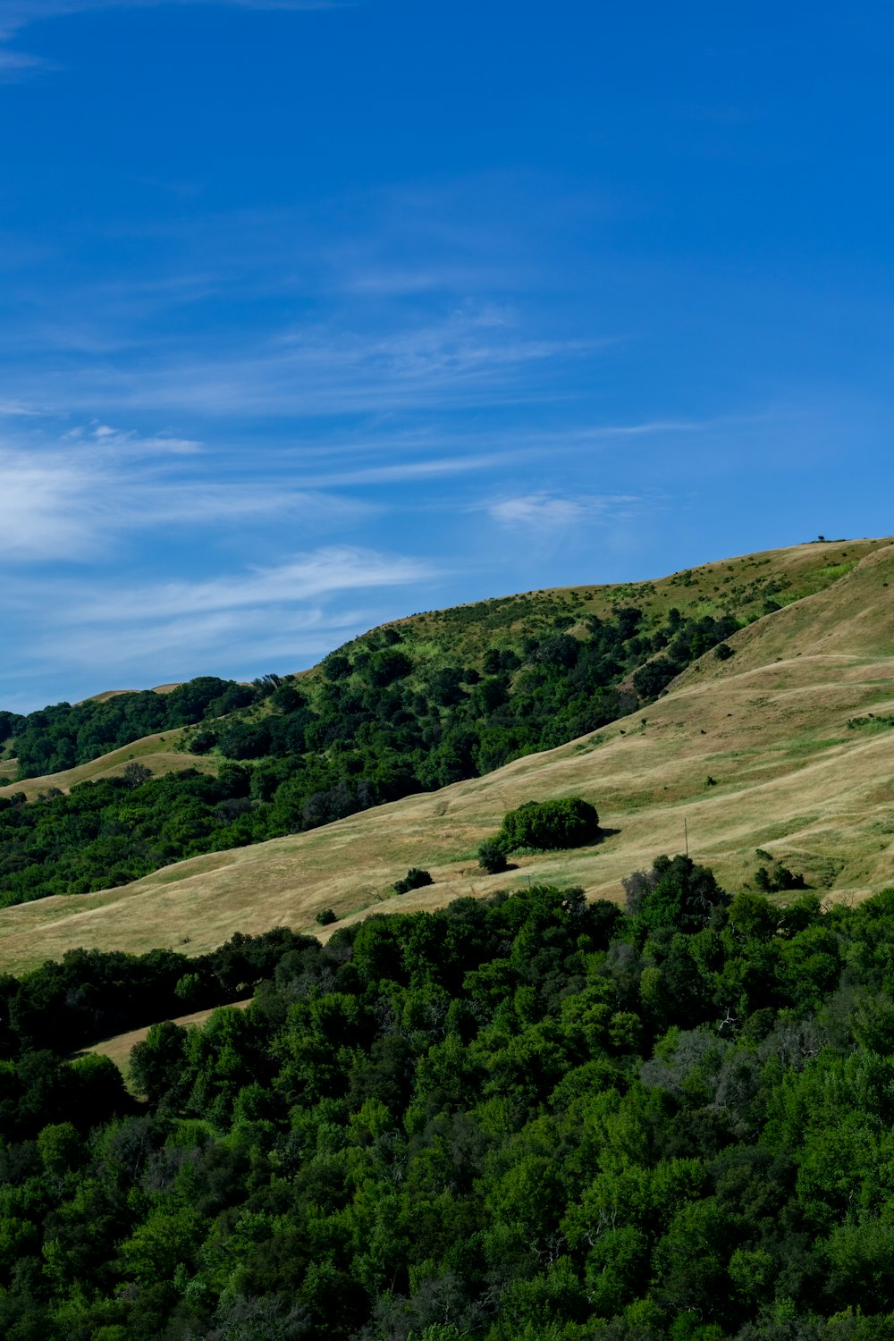 a hill covered in grass and trees under a blue sky