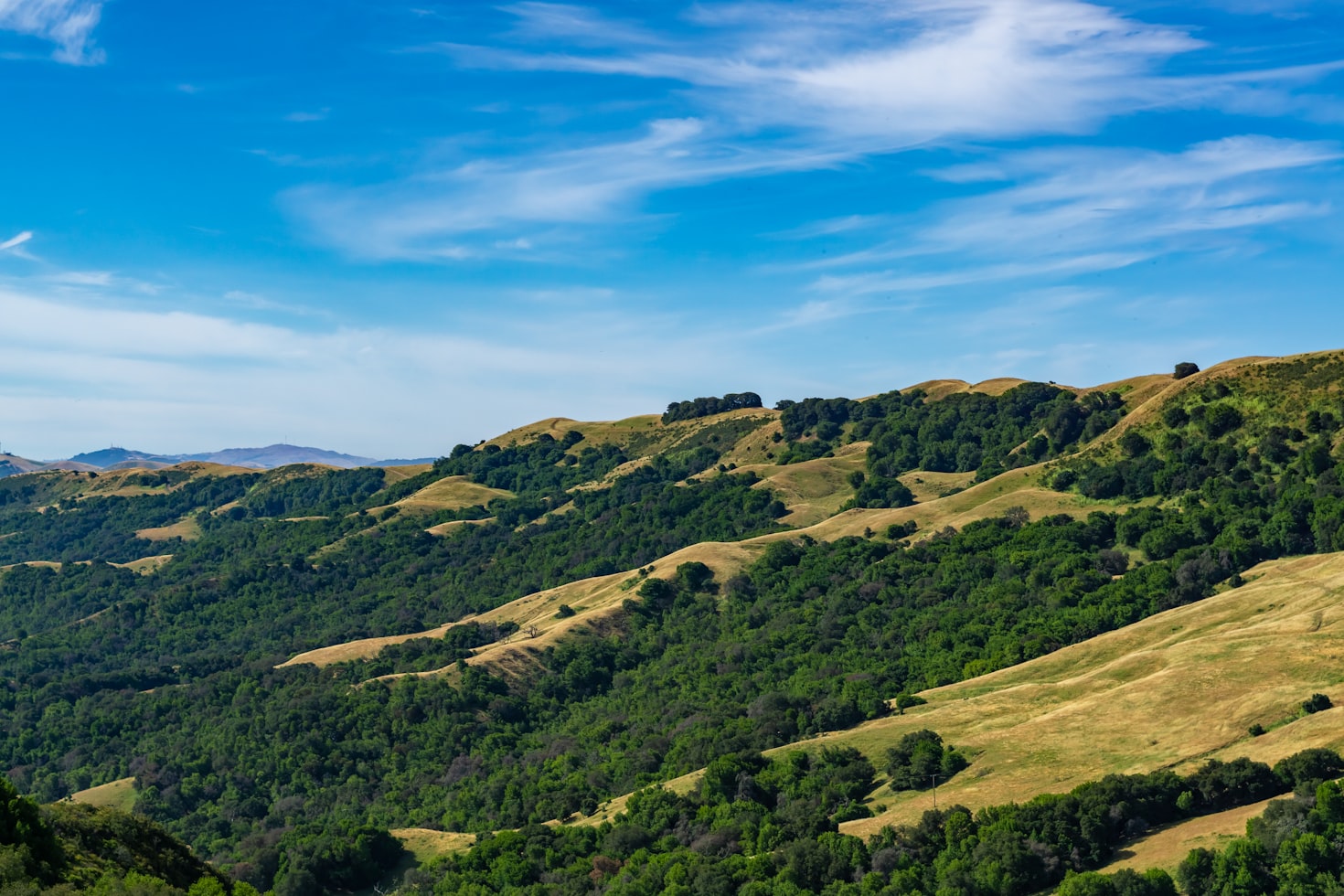 The California mountains covered trees on a sunny summer day