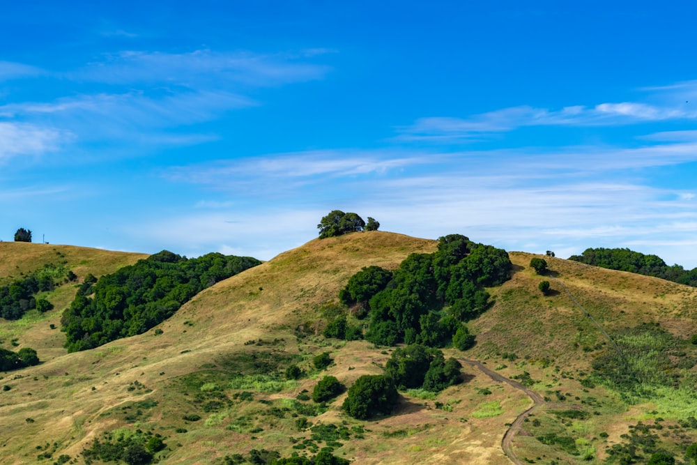 a grassy hill with trees on top of it