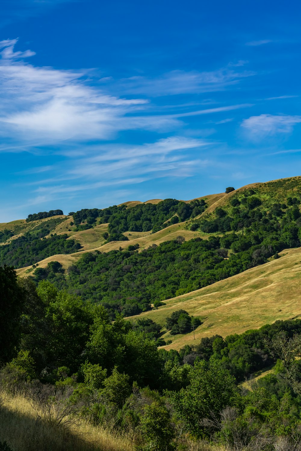 a hill covered in grass and trees under a blue sky