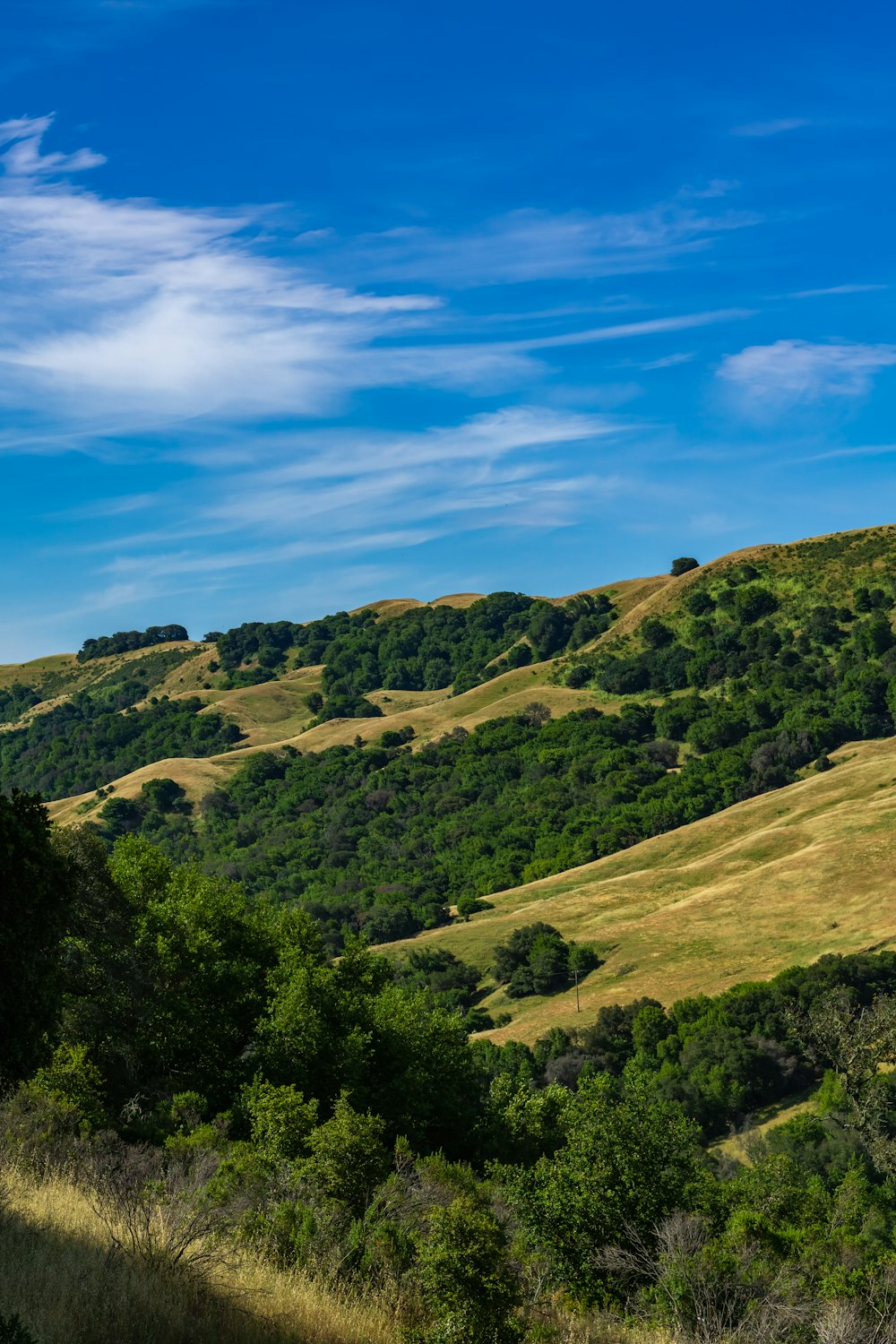 una colina cubierta de hierba y árboles bajo un cielo azul