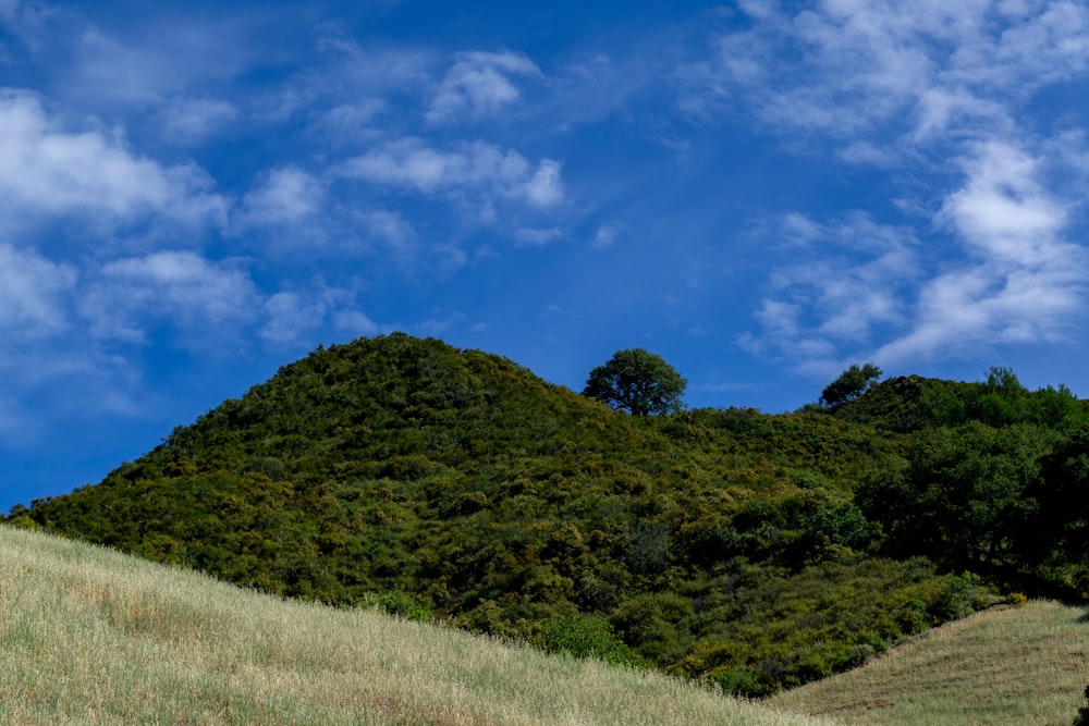 a grassy hill with trees on top of it