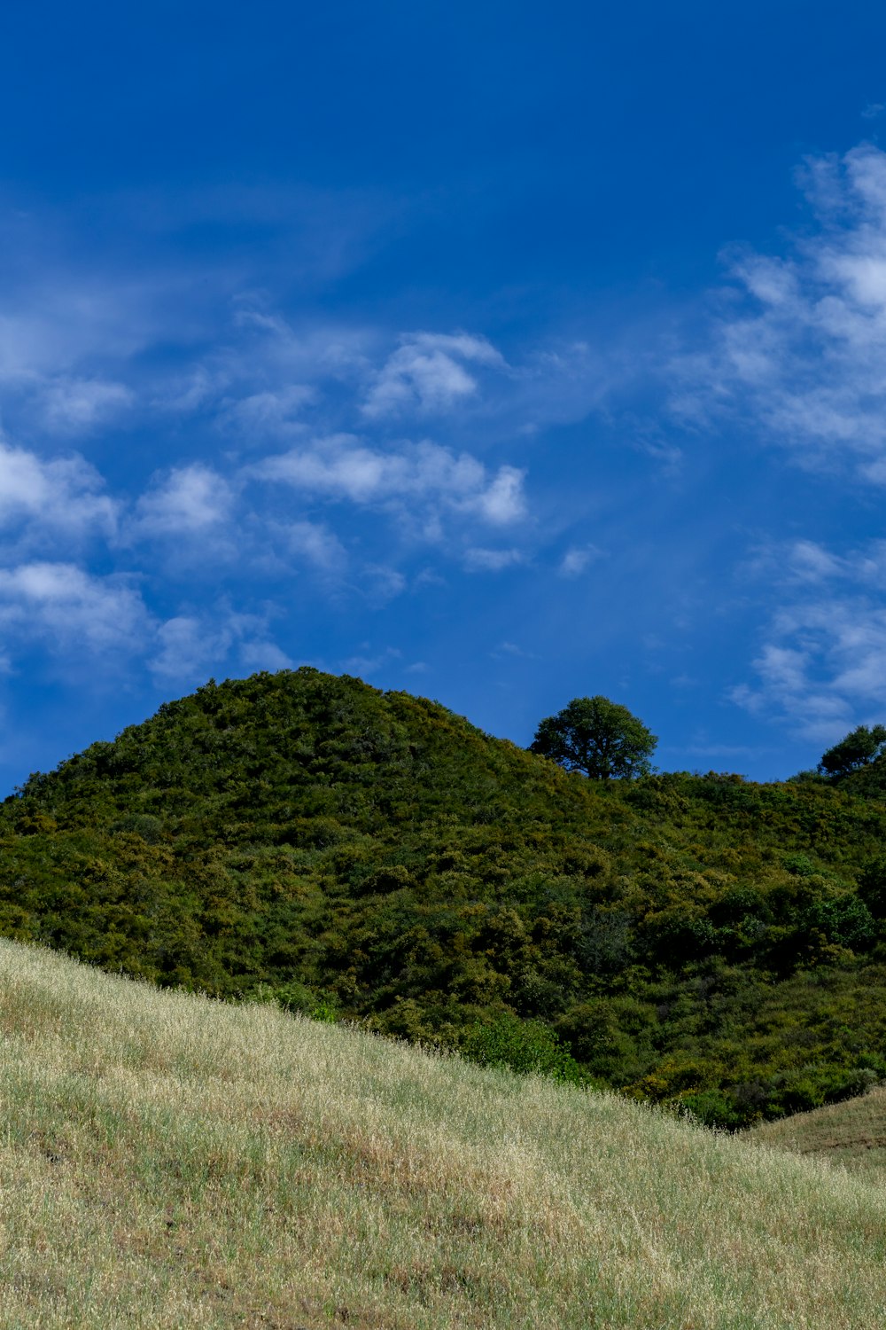 a cow standing on top of a lush green hillside