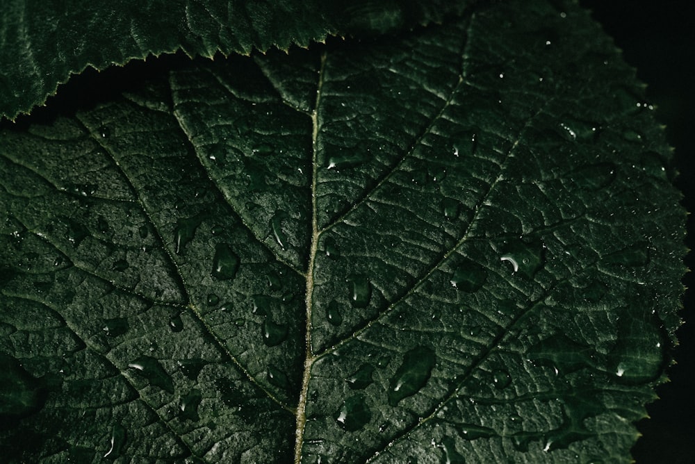 a green leaf with drops of water on it