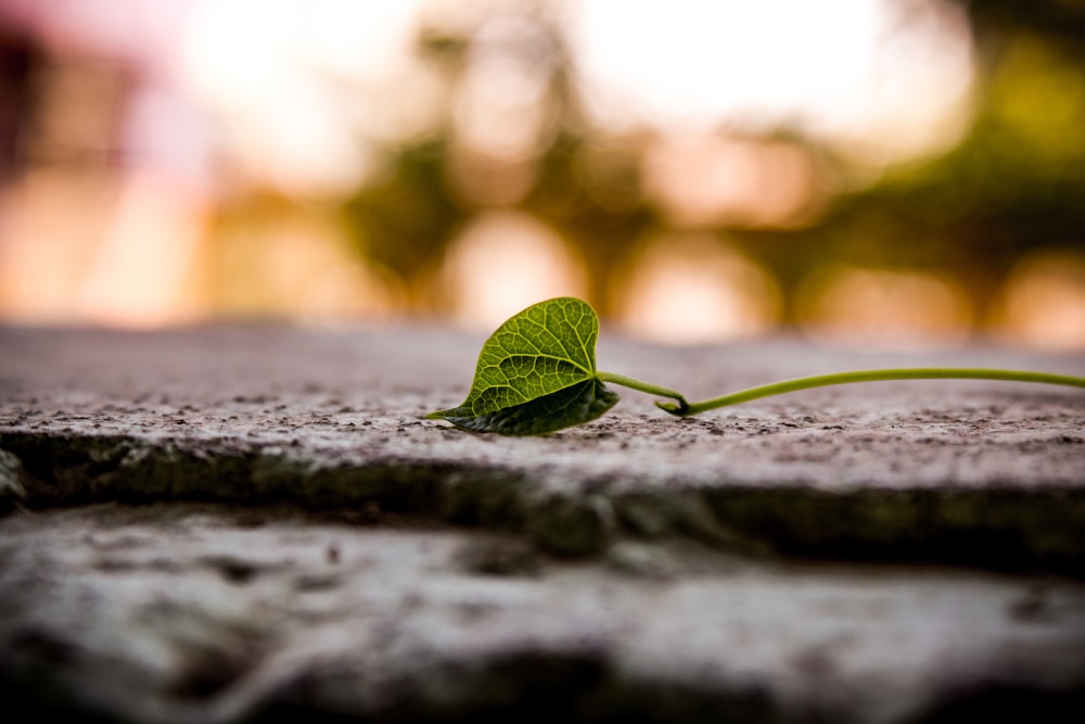 a small green plant sprouting out of the ground