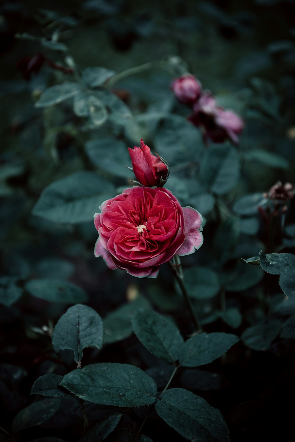 a red flower with green leaves in the background